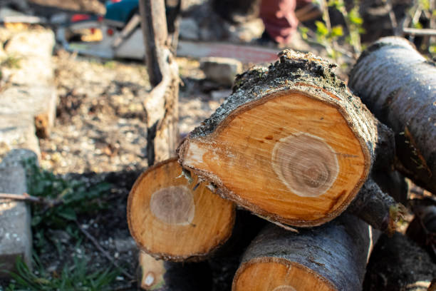 How Our Tree Care Process Works  in  Curwensville, PA