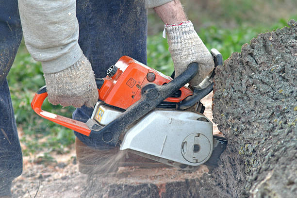 Professional Tree Care in Curwensville, PA