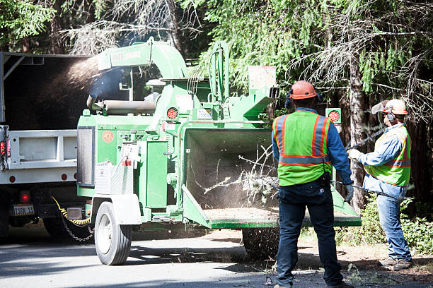 How Our Tree Care Process Works  in  Curwensville, PA